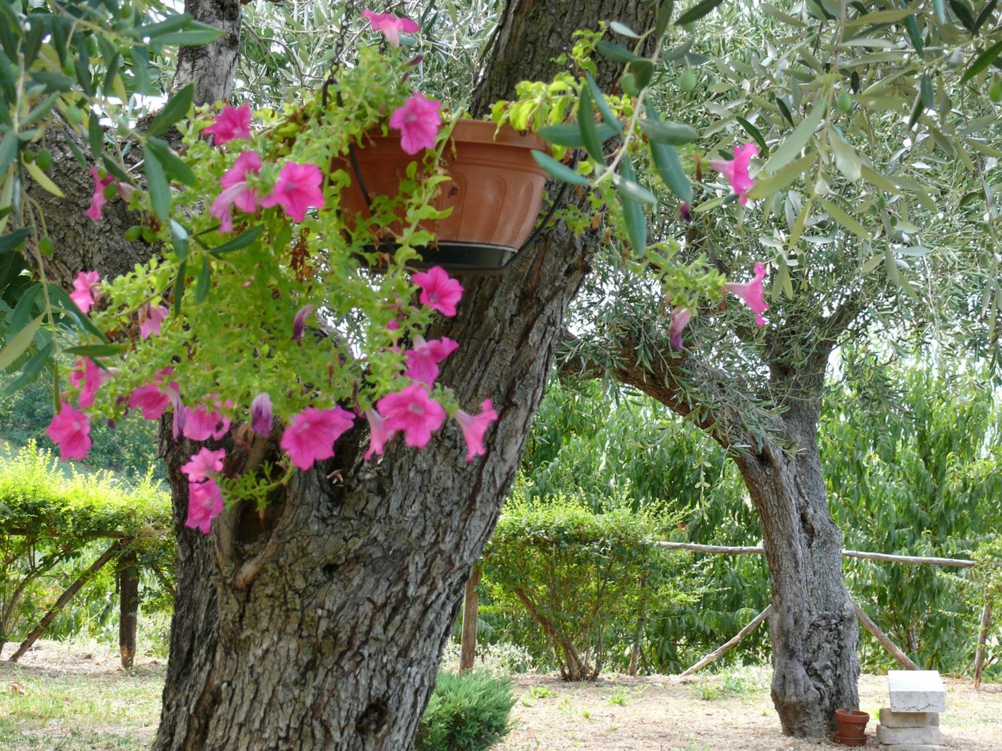 Bed&Breakfast Giardino Agritourist Controguerra Exteriör bild